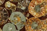Composite Plate Of Agatized Ammonite Fossils #107328-1